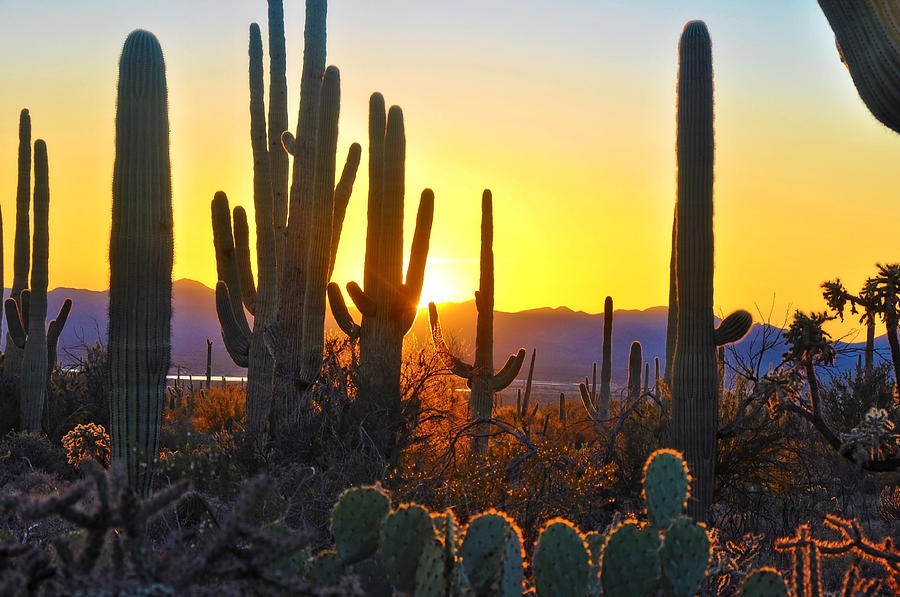 Fifth Sunset at Saguaro Photograph by John Hoffman