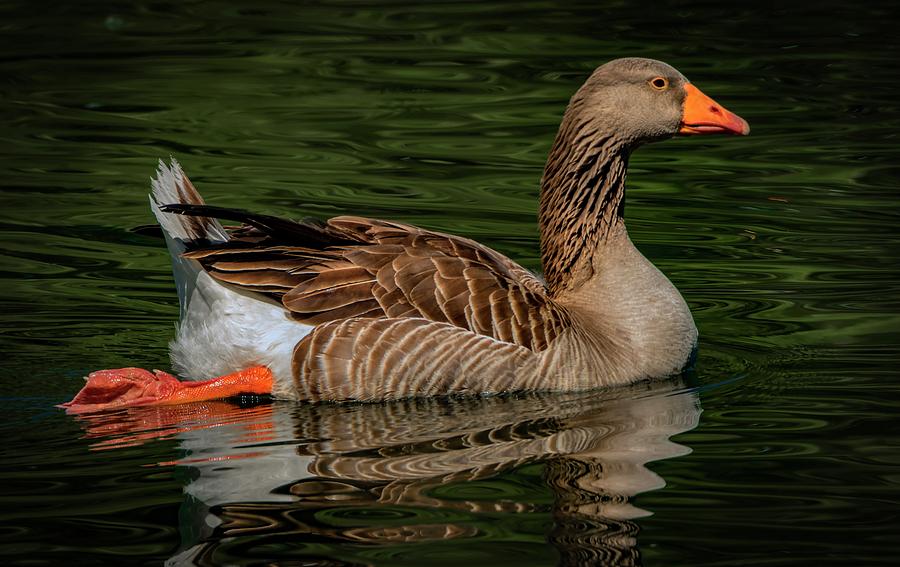 Fifty Shades Of Greylag Photograph by Ray Congrove