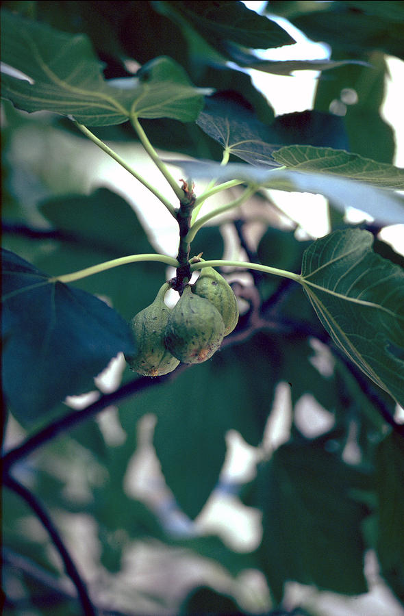 Fig Photograph by Flavia Westerwelle