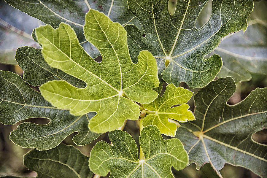 Fig Leaves Photograph by Louise Hill