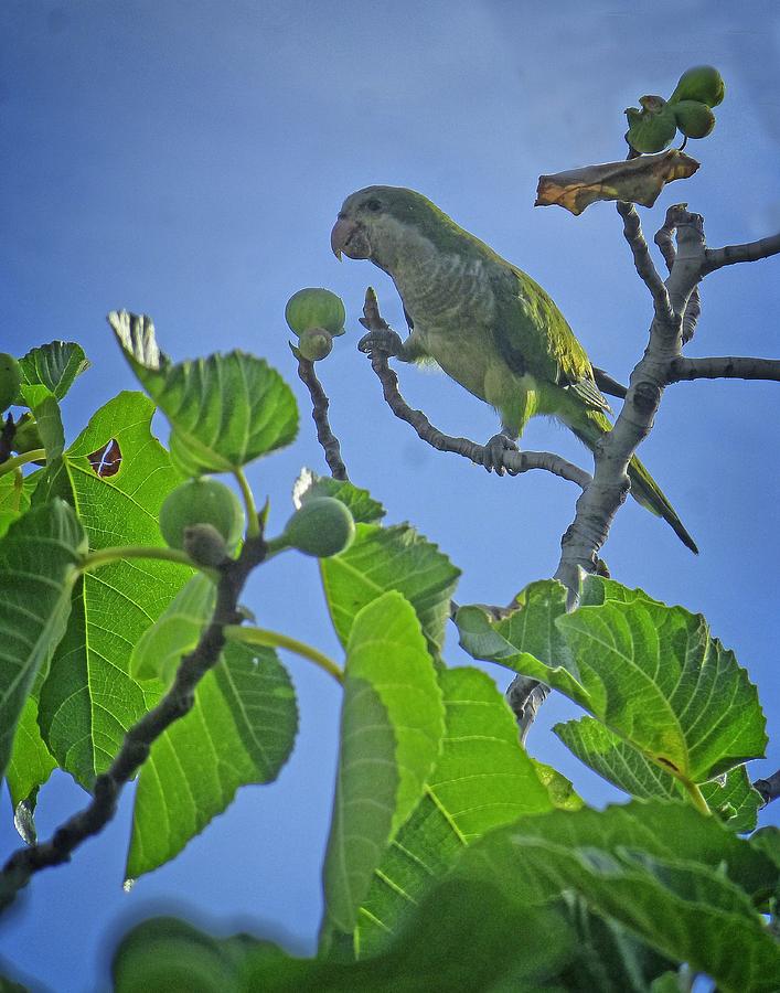 Fig Picker Parrot Digital Art by Dee Flouton