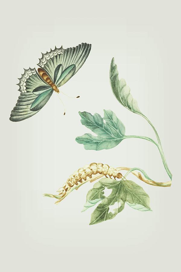 Fig Tree Branch With Caterpillar And Butterfly by Cornelis Markee 1763 Mixed Media by Movie Poster Prints