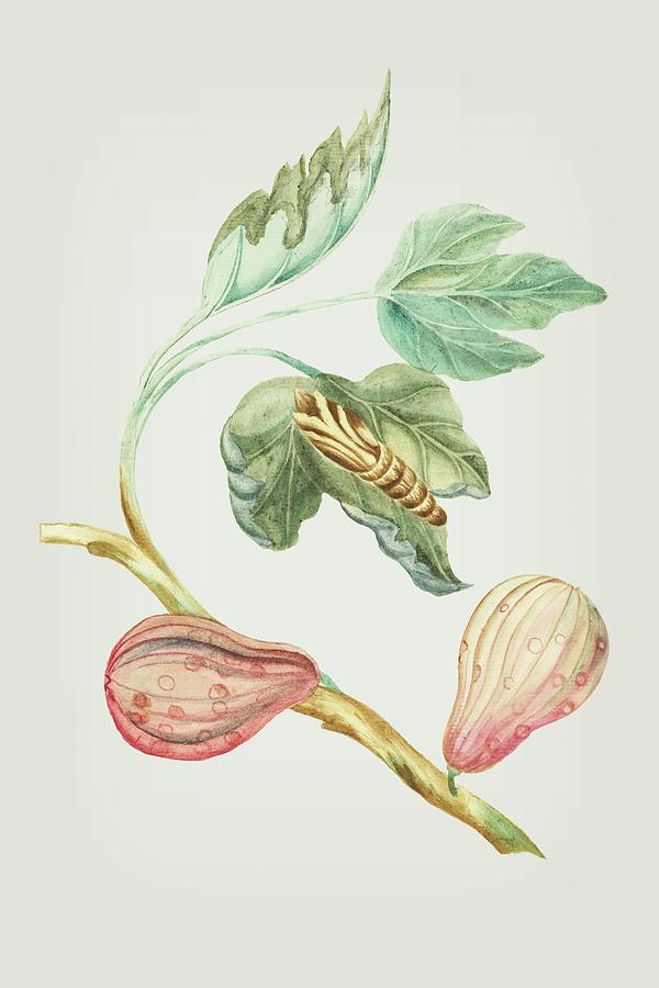 Fig Tree Branch With Caterpillar by Cornelis Markee 1763 Mixed Media by Cornelis Markee
