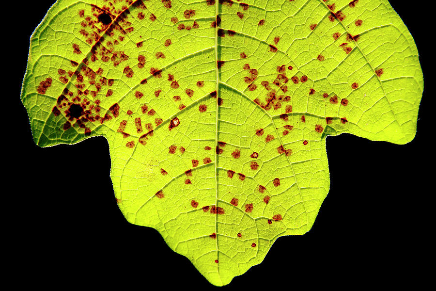 Fig Tree Leaf Over Black Background Photograph