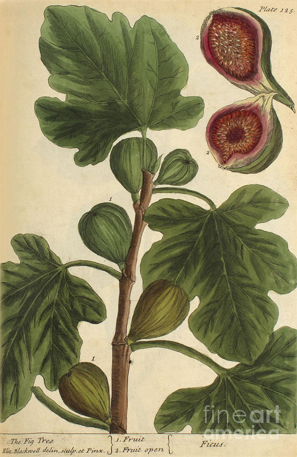 Fig Tree, Medicinal Plant, 1737 Photograph by Science Source