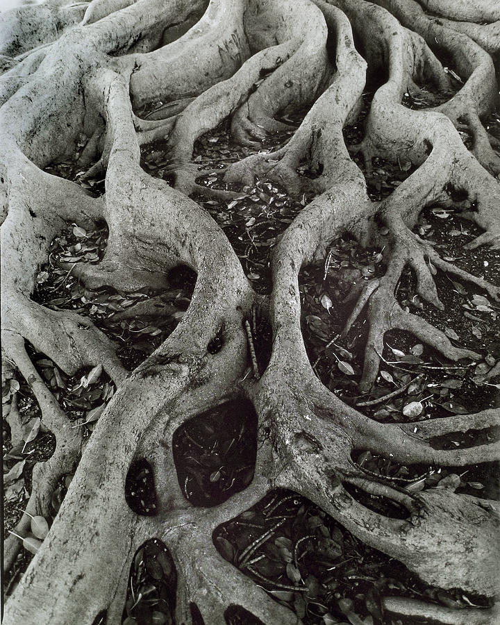 Fig Tree Roots Photograph by John Gilroy