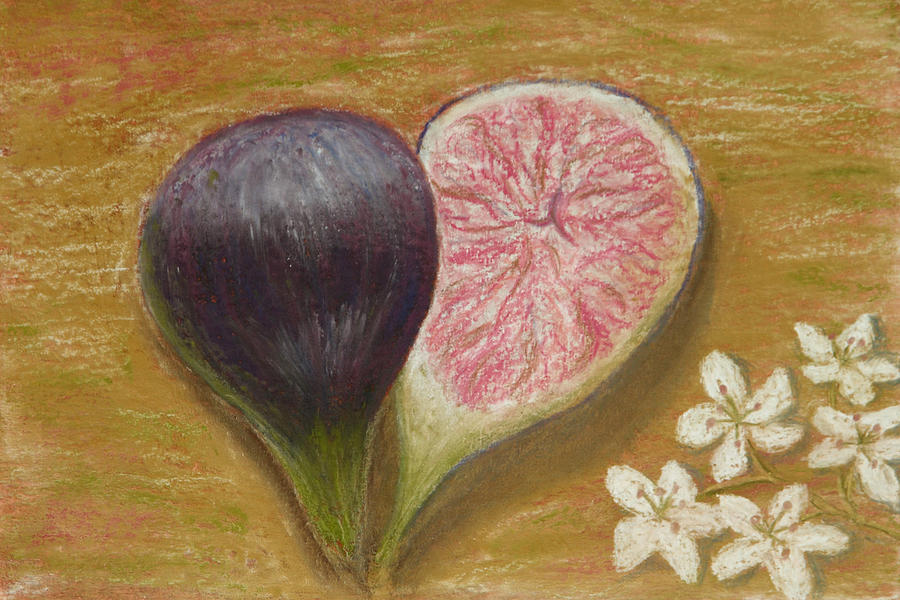 Fig Drawing - Fig with White Blossoms by Cheryl Albert