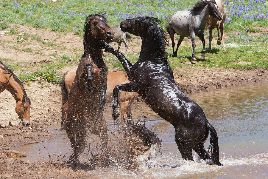 Fight at the Water Hole Wild Stallions Photograph by Mark Miller