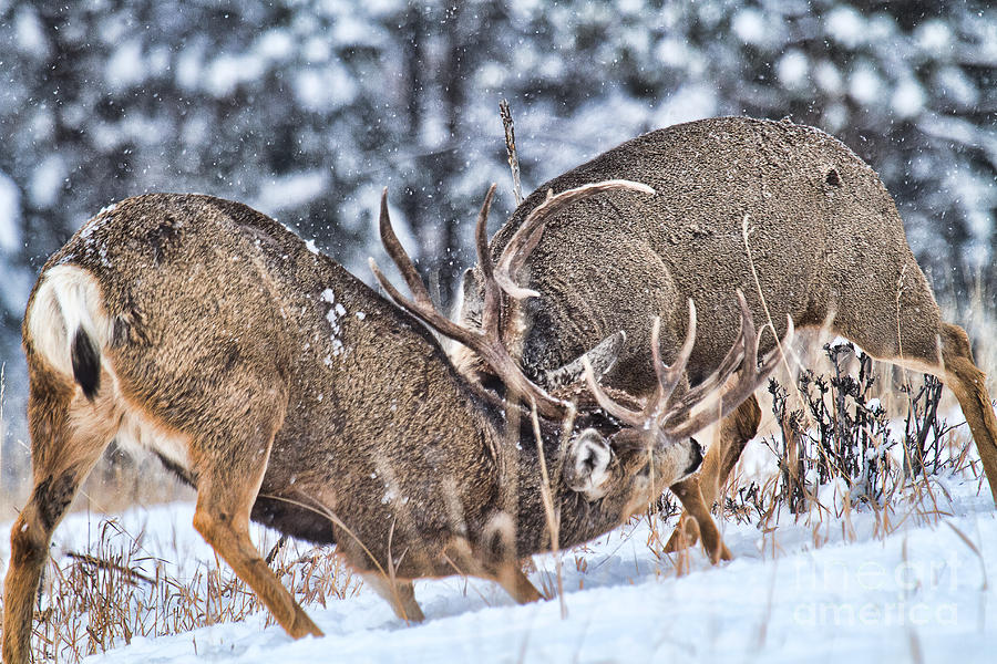Mule Deer Photograph - Fight Club by Jim Garrison