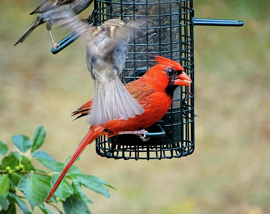 Fight for place on bird feeder Photograph by Lilia S
