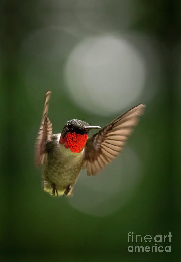 Hummingbird Photograph - Fighter Jet by David Woods