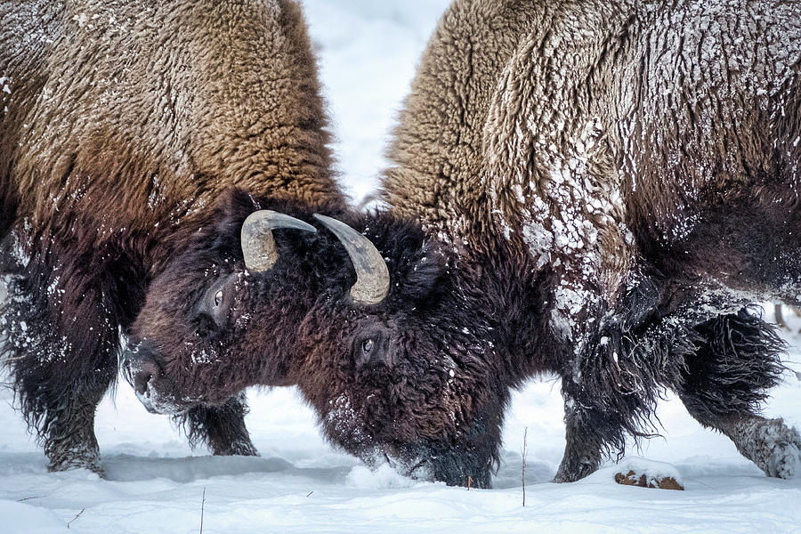 Fighting Bison - Yellowstone Photograph by Stuart Litoff