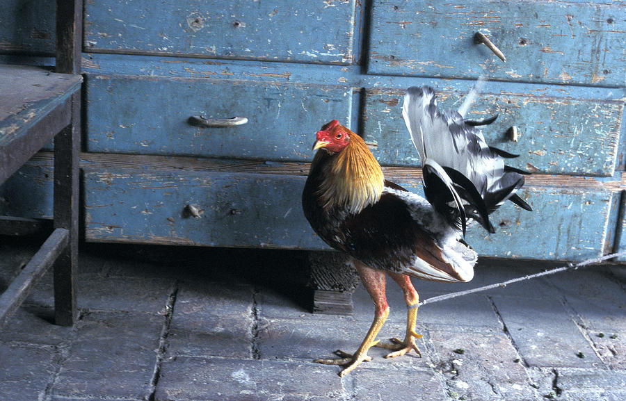 Rooster Photograph - Fighting Cock by Marcus Best