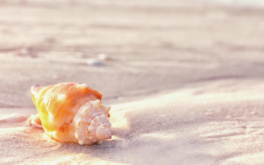 Fighting Conch on the Beach Photograph by Framing Places