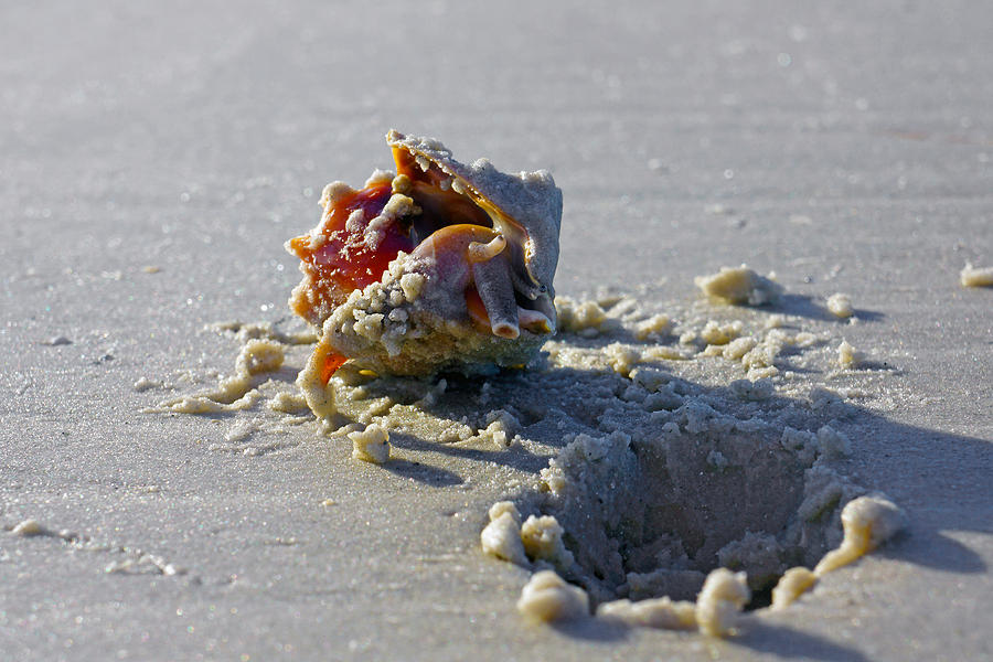 Fighting Conch on the Beach Photograph by Robb Stan - Fine Art America