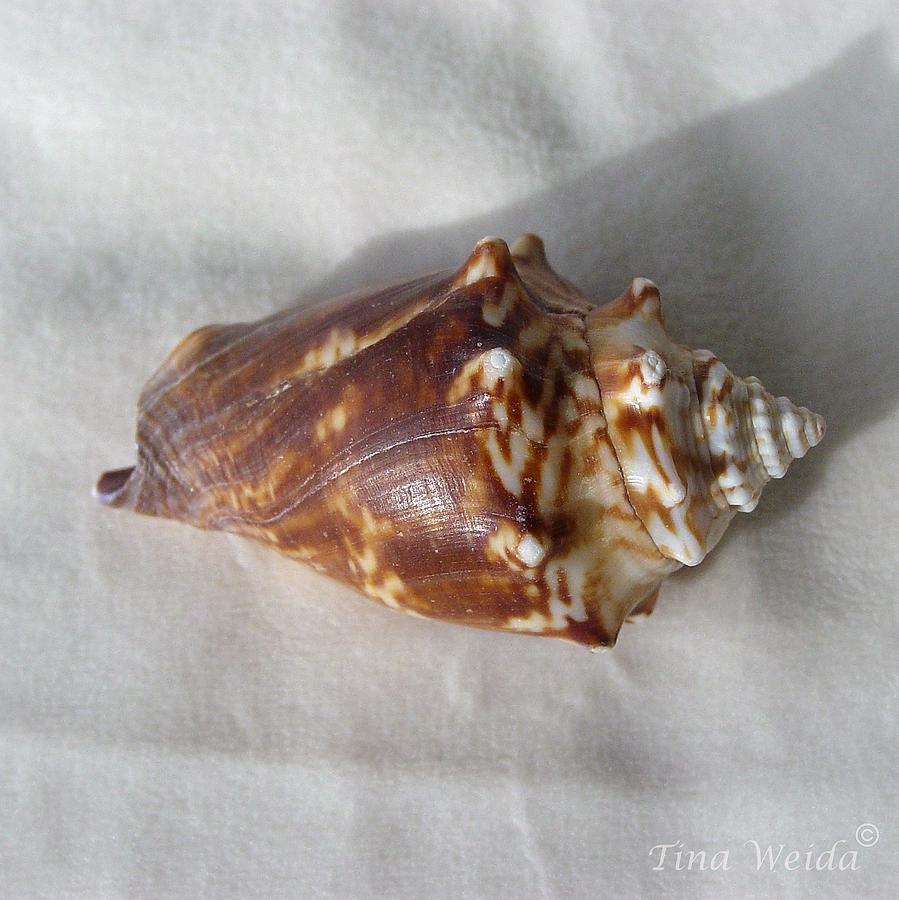 Fighting Conch Photograph by Tina Barnes - Fine Art America