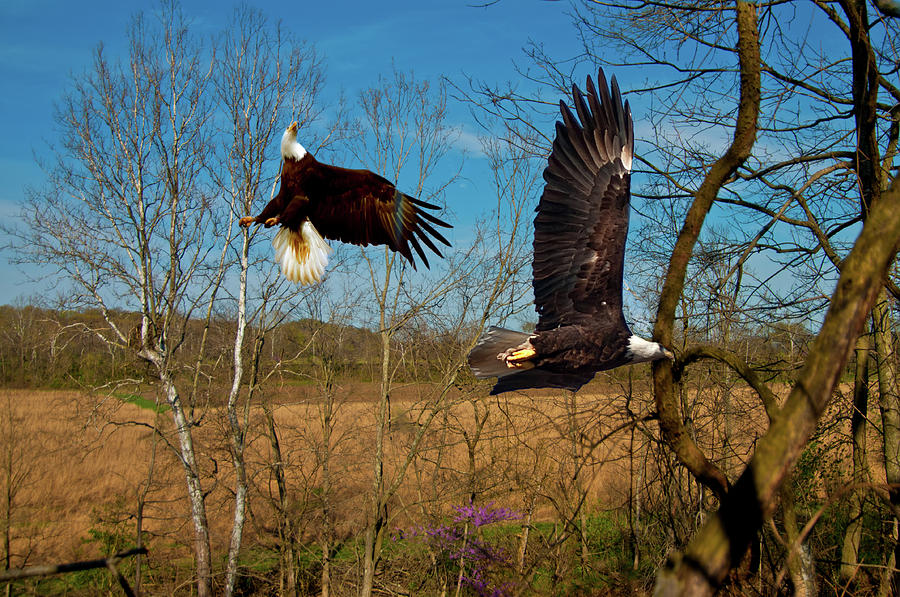 Fighting Eagles Photograph by Randall Branham