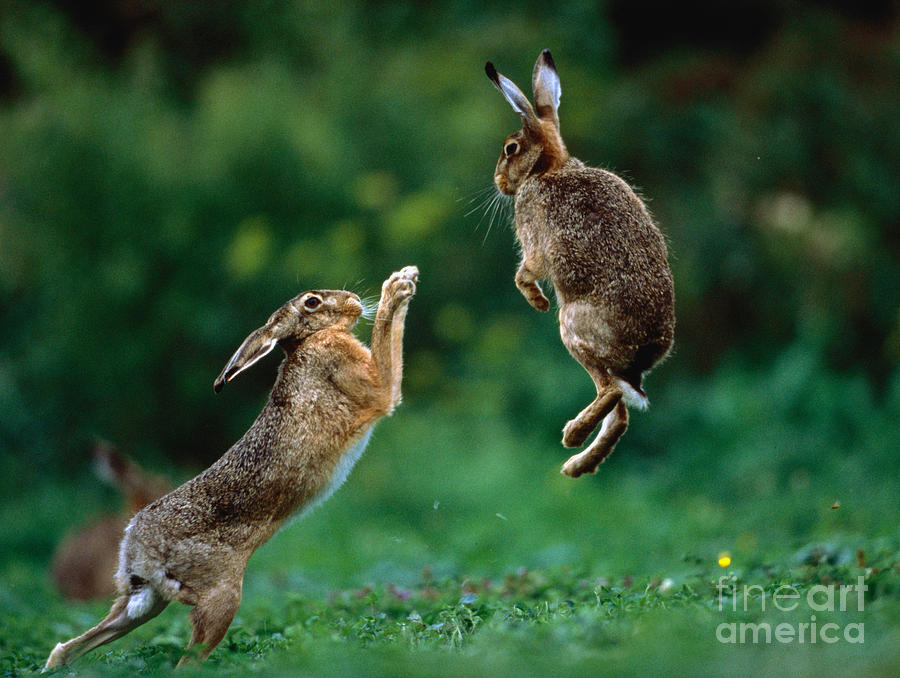 Fighting European Hares Photograph by Manfred Danegger