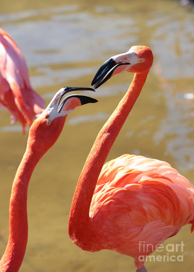 Fighting Flamingos Photograph by Carol Groenen