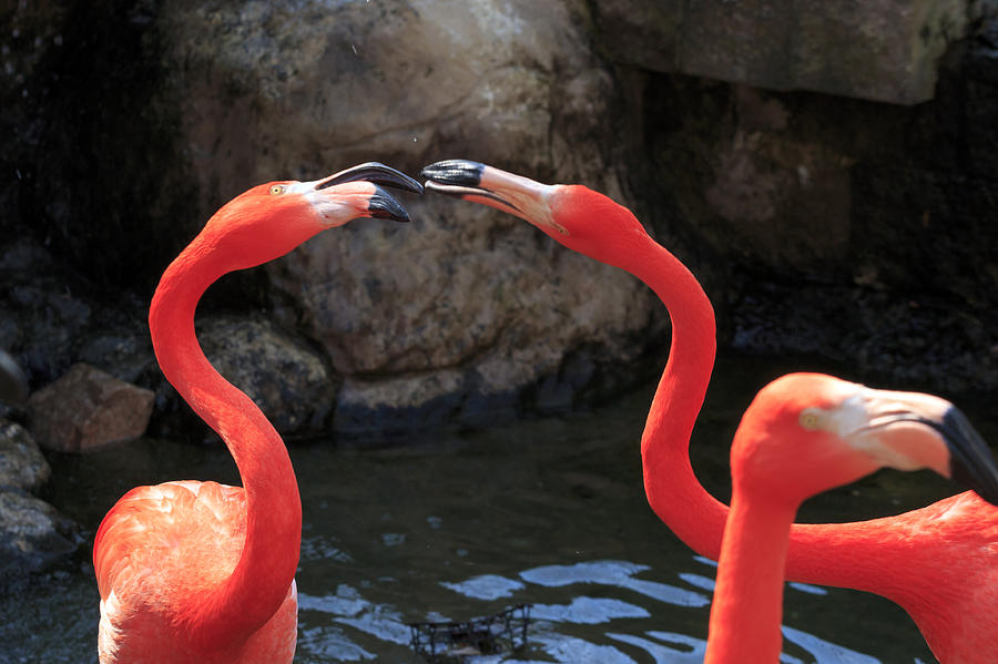 Fighting Flamingos Photograph by Travis Rogers