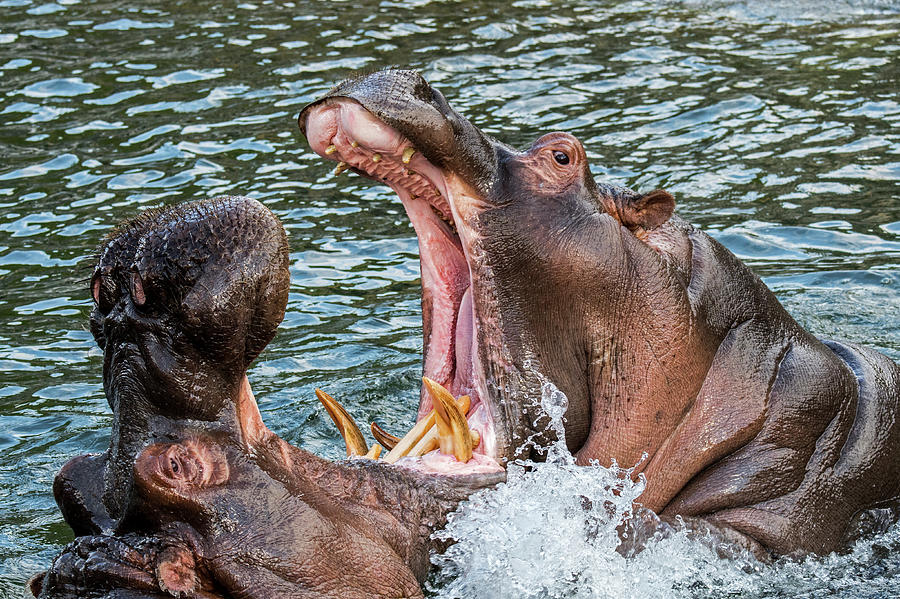 Fighting Hippos Photograph by Arterra Picture Library