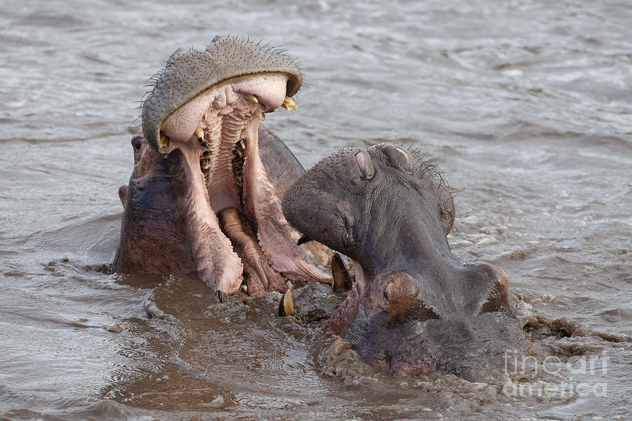 Fighting Hippos Photograph by Bernd Rohrschneider