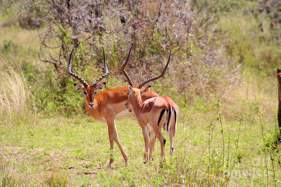 Fighting Impalas Photograph by Bruce Block