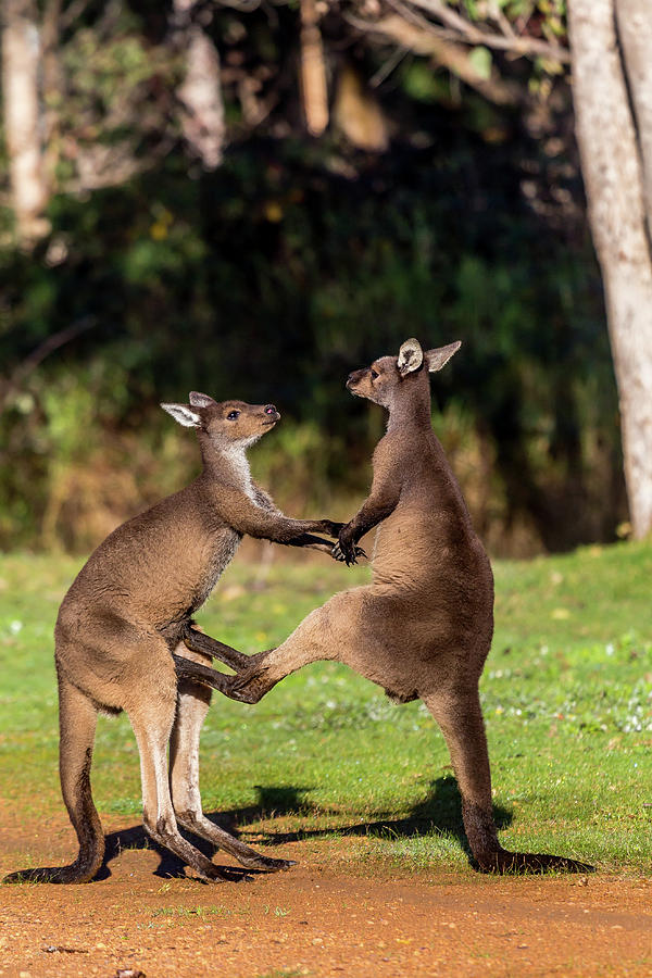 Fighting Kangaroos Photograph by Robert Caddy