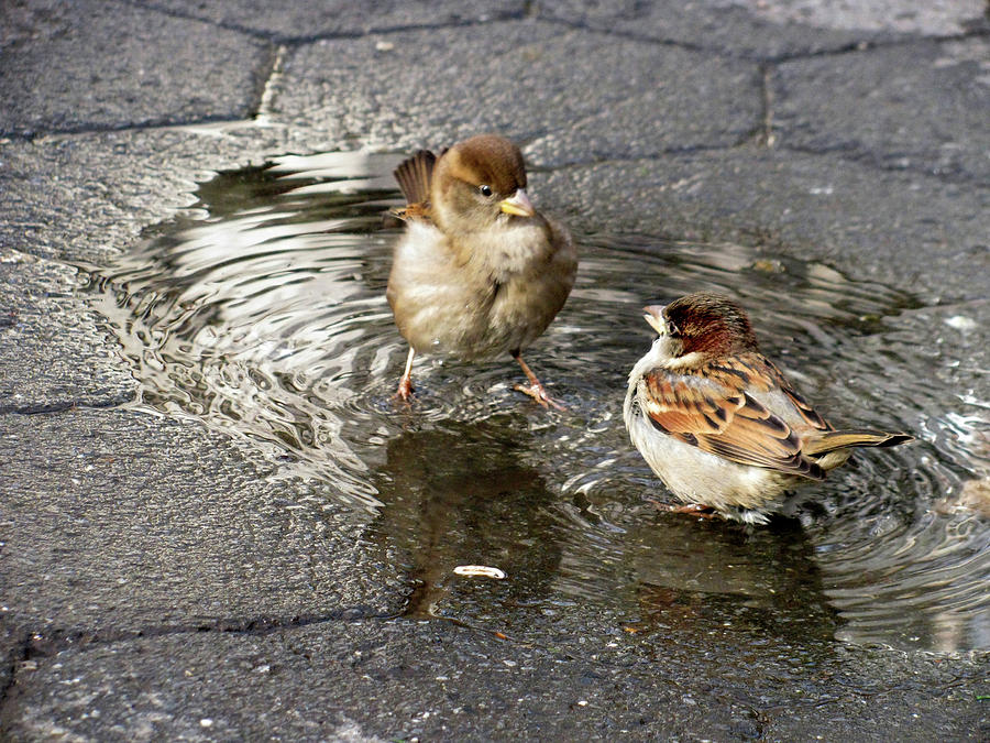 Sparrow Photograph - Fighting Sparrows by Jake Danishevsky