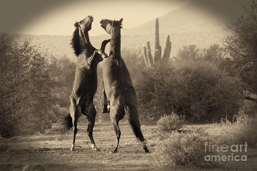 Fighting Stallions by Frank Stallone Fighting Stallions by Frank Stallone