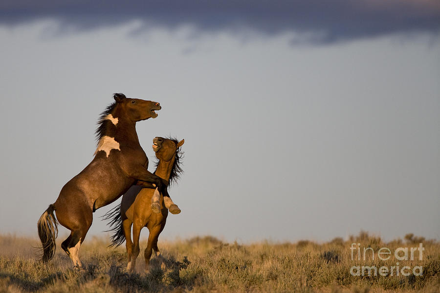 Fighting Stallions Photograph by Jean-Louis Klein & Marie-Luce Hubert