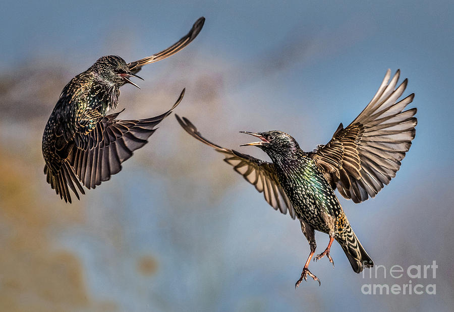 Fighting  Starlings Photograph by Bill G Smith