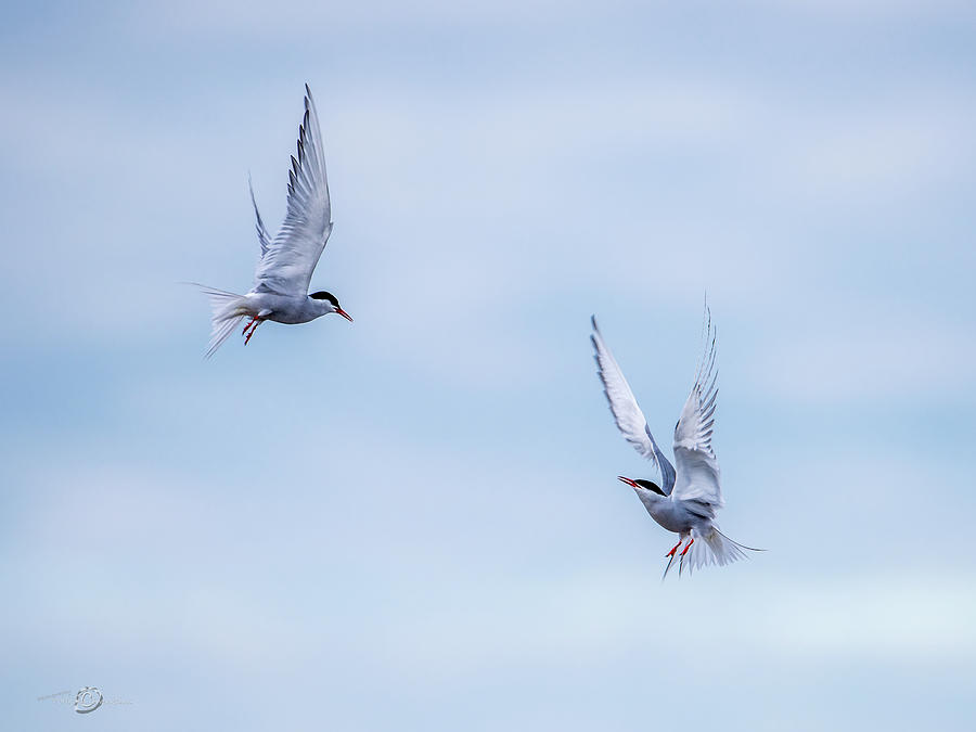 Fighting terns Photograph by Torbjorn Swenelius
