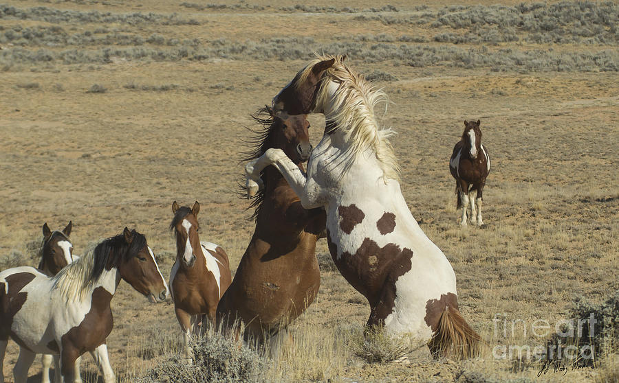 Fighting Wild Horses-Signed-2698 Photograph by J L Woody Wooden