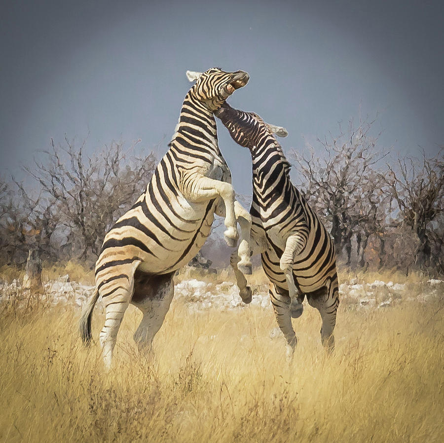 Fighting Zebras Photograph by Rich Isaacman