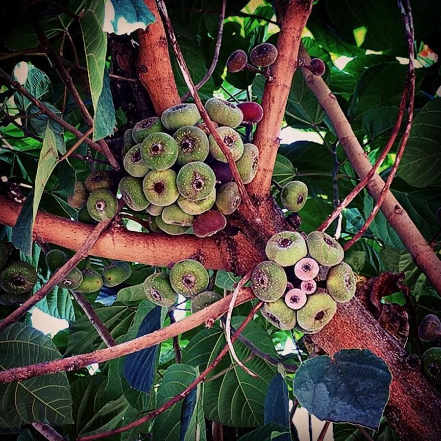 Fruit Photograph - Figos-chilenos - Saudades - Santa by Kiko Lazlo Correia
