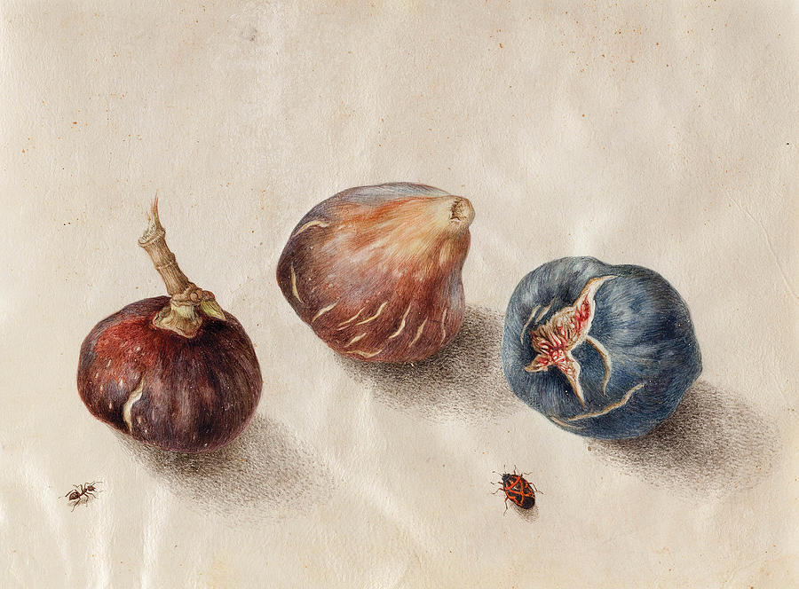 figs by Giovanna Garzoni Painting by MotionAge Designs
