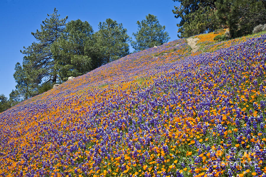 Flower Photograph - Figueroa Mountain by Greg Clure
