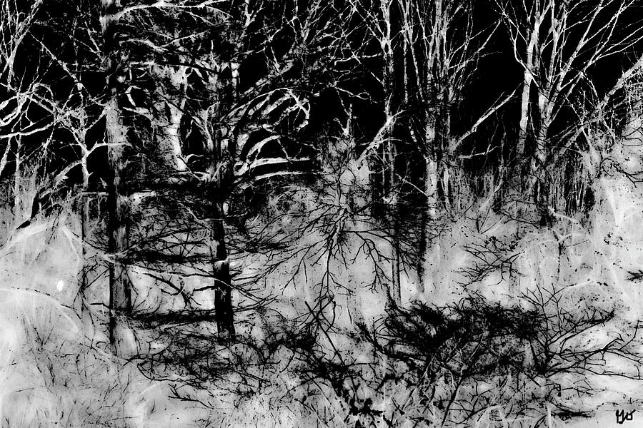 Figurative Forest Abstract Photograph
