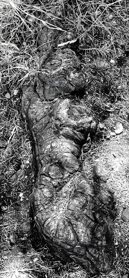 Figure of a women within the Root Photograph by Brian Sereda