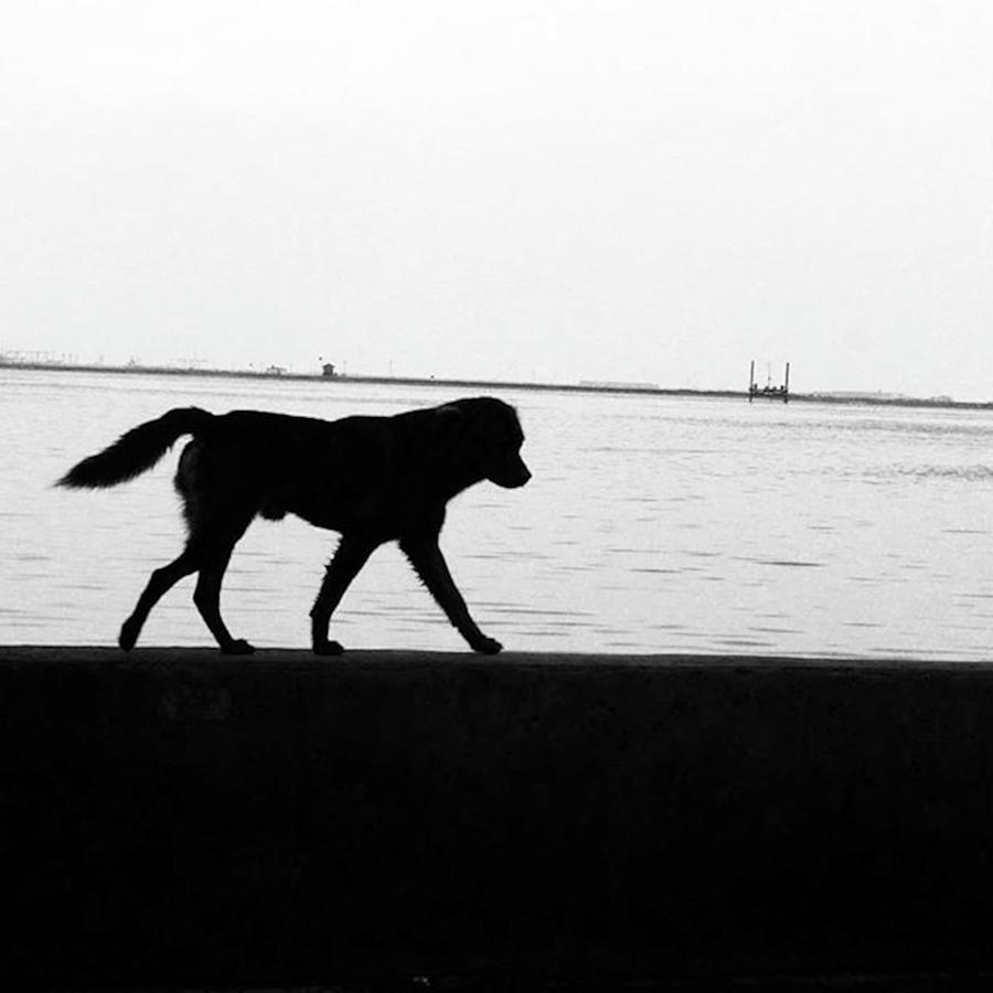 Dog Photograph - Figure-to-ground by Muchlis Akbar