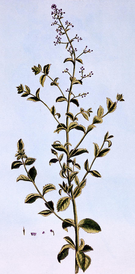Flower Painting - Figwort, or Scrofulaira by Pierre-Joseph Buchoz
