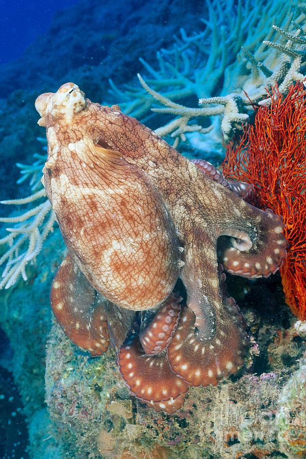 Fiji, Day Octopus Photograph by Dave Fleetham - Printscapes