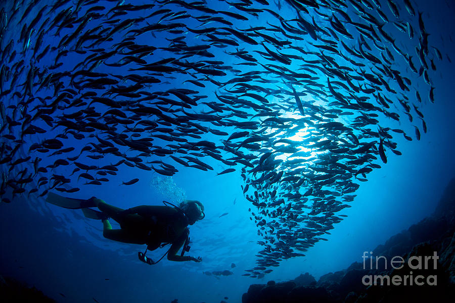 Fiji, Galapagos Islands Photograph by Dave Fleetham - Printscapes