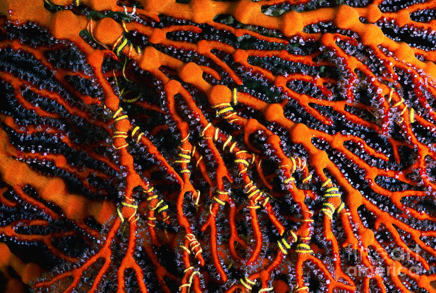 Fish Photograph - Fiji Red Seafan by Ed Robinson - Printscapes
