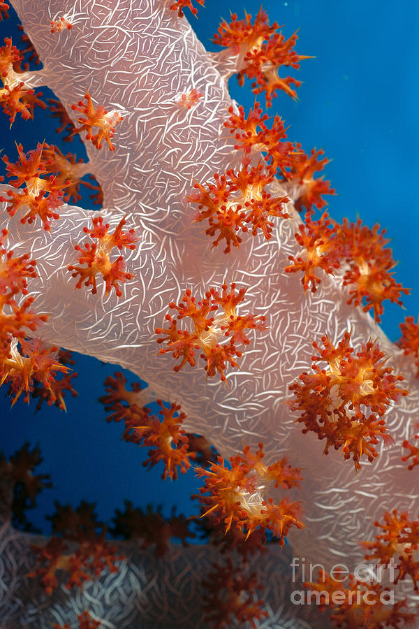 Aqua Photograph - Fiji, Reef Scene by Steve Rosenberg - Printscapes