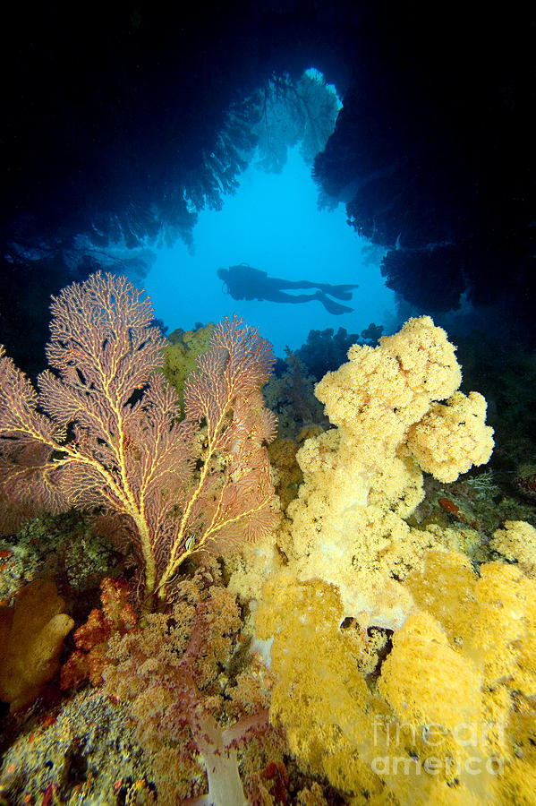 Fiji Underwater Photograph by Dave Fleetham - Printscapes