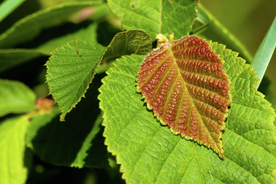 Filbert Leaf Photograph by Grant Groberg