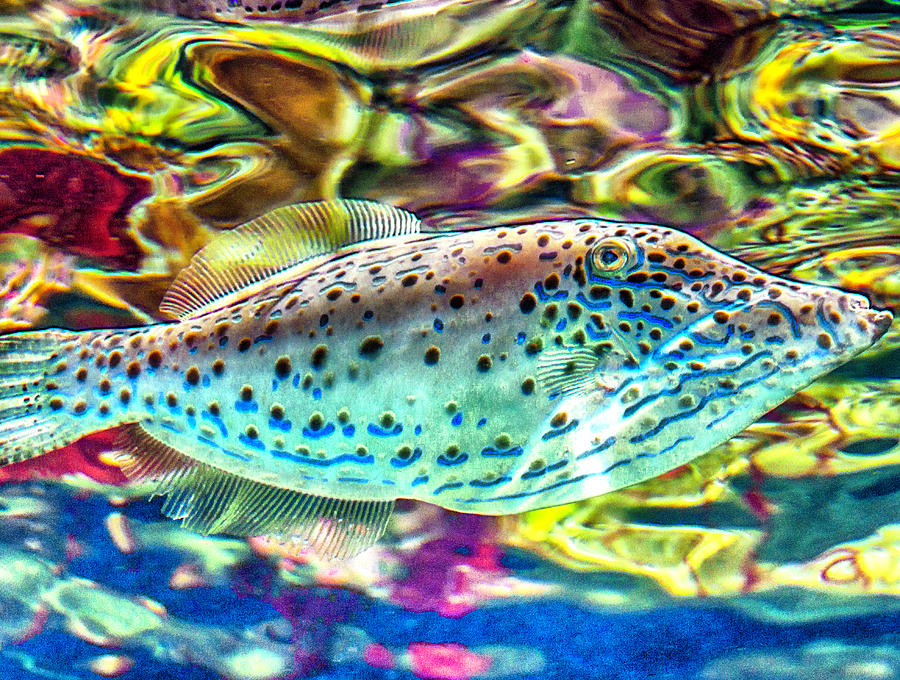 FileFish Photograph by WAZgriffin Digital