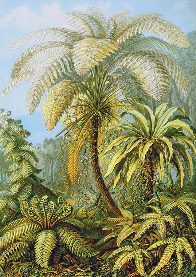 Ernst Haeckel Painting - Filicinae Ferns by Ernst Haeckel